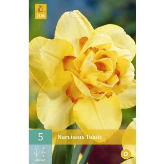 Compra NARCISOS TAHITI en la tienda online Fito Agrícola