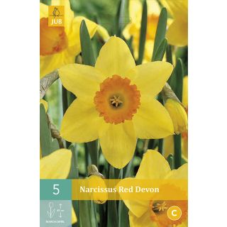 Compra NARCISOS RED DEVON en la tienda online Fito Agrícola