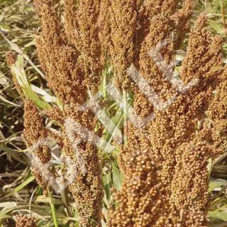 Compra SORGO GRANO ROJO RUBY (300.000 Semillas). en la tienda online Fito Agrícola