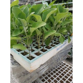 Compra BERENJENA THELMA F-1 RZ Injertada EPS104 en la tienda online Fito Agrícola