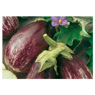 Compra BERENJENA LISTADA YEYE EPS104 en la tienda online Fito Agrícola