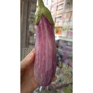 Compra BERENJENA LISTADA F1 EPS104 en la tienda online Fito Agrícola