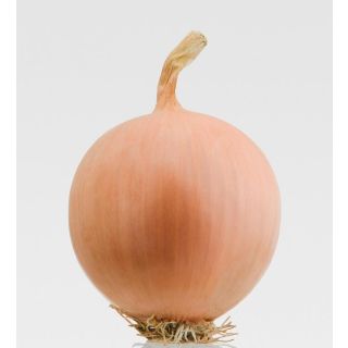 Compra CEBOLLA PESO F-1 Precisión (250.000 Semillas) en la tienda online Fito Agrícola