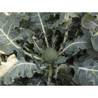 Compra BRÓCOLI BATAVIA F1 Precisión (10.000 Semillas) en la tienda online Fito Agrícola