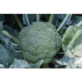 Compra BRÓCOLI MALIBU F1 Precisión (10.000 Semillas) en la tienda online Fito Agrícola