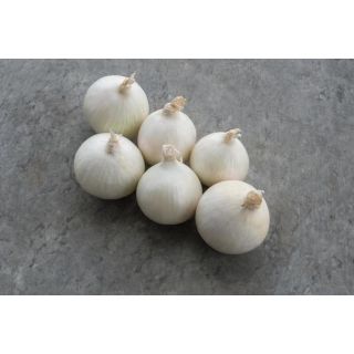 Compra CEBOLLA HONEYMOON F-1 Precisión (250.000 Semillas) en la tienda online Fito Agrícola