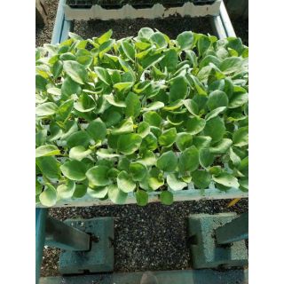 Compra BERENJENA NEGRA LARGA F1 EPS104 en la tienda online Fito Agrícola