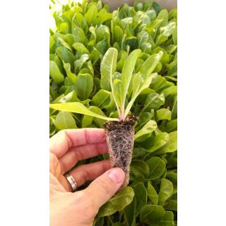 Compra ACELGA EPS247 en la tienda online Fito Agrícola