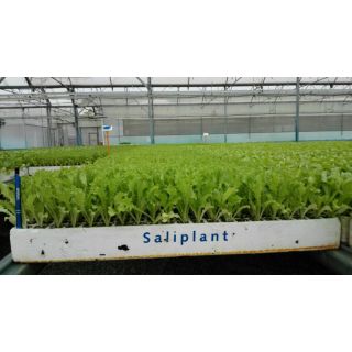 Compra ESCAROLA RIZADA EPS294 en la tienda online Fito Agrícola