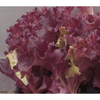 Compra LECHUGA LOLLO ROSA EPS294 en la tienda online Fito Agrícola