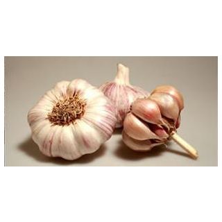 Compra AJO VIOLETA DE SIEMBRA GARPEK 37/45 (20 Kgr.). en la tienda online Fito Agrícola