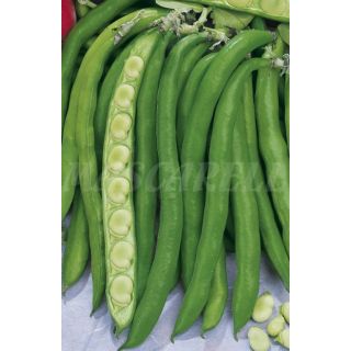 Compra HABA AGUADULCE Sel. Mezquita (1 Kgr.) en la tienda online Fito Agrícola