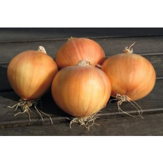 Compra CEBOLLA OLYMPIC F1 Precisión (250.000 semillas) en la tienda online Fito Agrícola