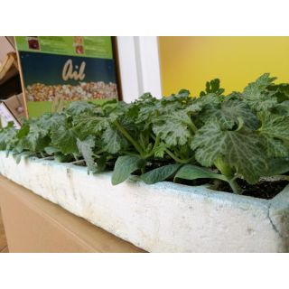 Compra CALABACÍN SUNLIGHT F-1 EPS104 en la tienda online Fito Agrícola