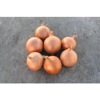 Compra CEBOLLA CROCKETT Precisión (250.000 Semillas) en la tienda online Fito Agrícola