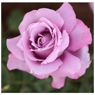 Compra ROSAL CARLOS en la tienda online Fito Agrícola