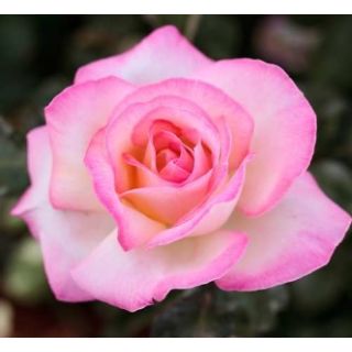 Compra ROSAL PRINCESA en la tienda online Fito Agrícola