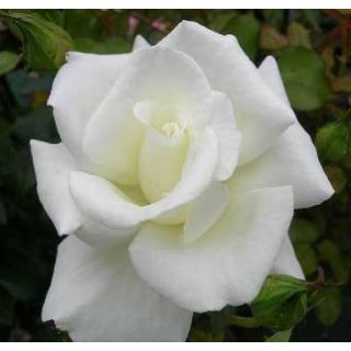 Compra ROSAL BLANCA FERRER en la tienda online Fito Agrícola