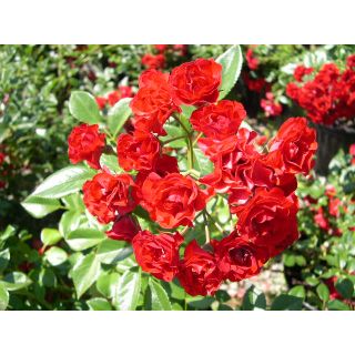 Compra ROSAL SCARLET MEIDILAND ® - Meifafio (Llorón) en la tienda online Fito Agrícola