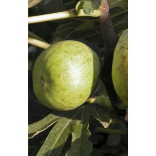 Compra HIGUERA DALMATIE (Breva) en la tienda online Fito Agrícola