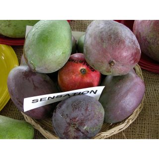 Compra MANGO SENSATION en la tienda online Fito Agrícola