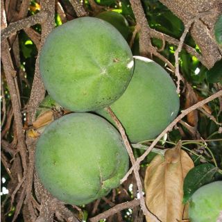 Compra ZAPOTE BLANCO en la tienda online Fito Agrícola