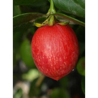 Compra CARISA en la tienda online Fito Agrícola