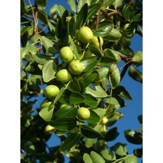 Compra AZUFAIFO en la tienda online Fito Agrícola