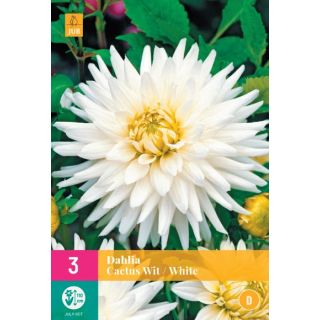 Compra DALIA CACTUS WHITE XXL en la tienda online Fito Agrícola