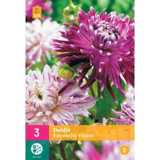 Compra DALIA FAVOURITE DANCE XXL en la tienda online Fito Agrícola