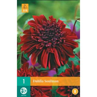 Compra DALIA SOULMAN en la tienda online Fito Agrícola