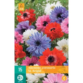 Compra ANÉMONA ST. BRÍGIDA MIX en la tienda online Fito Agrícola