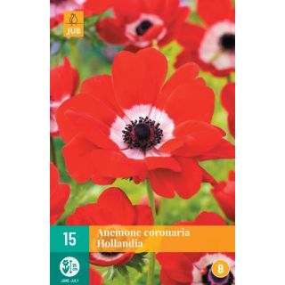 Compra ANÉMONA HOLLANDIA en la tienda online Fito Agrícola