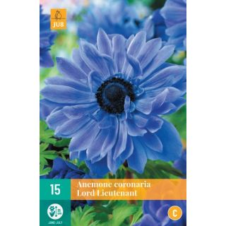 Compra ANÉMONA LORD LIEUTENANT en la tienda online Fito Agrícola