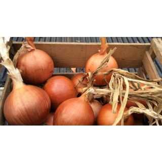 Compra CEBOLLA MISSISSIPPI F1 (100.000 Semillas). en la tienda online Fito Agrícola