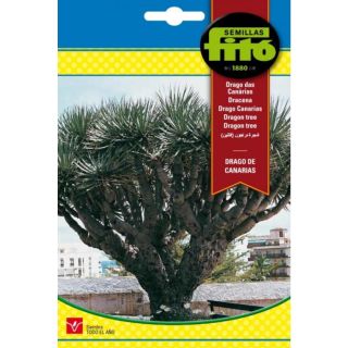 Compra DRAGO CANARIO (8 Semillas). en la tienda online Fito Agrícola