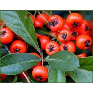 Compra ESPINO DE FUEGO (100 gr. - Cerca de 30.000 Semillas, Viables 15.000). en la tienda online Fito Agrícola