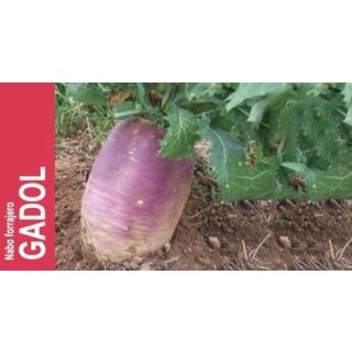 Compra NABO GADOL GIGANTE DE CUELLO VIOLETA (250 gr.). en la tienda online Fito Agrícola