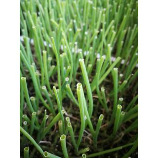 Compra CEBOLLA LIRIA EPS726 en la tienda online Fito Agrícola