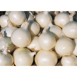 Compra CEBOLLA GLADSTONE F1 ECOLÓGICA Precisión (10.000 Semillas). en la tienda online Fito Agrícola