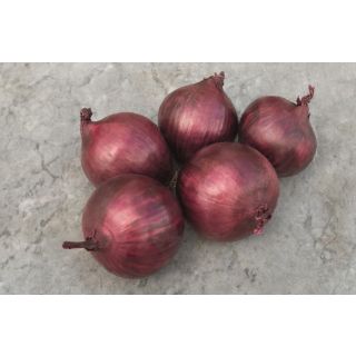 Compra CEBOLLA RED RUM F-1 ECOLÓGICA Precisión (10.000 Semillas). en la tienda online Fito Agrícola