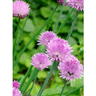 Compra CEBOLLINO CHIVES (144 Plantas). en la tienda online Fito Agrícola