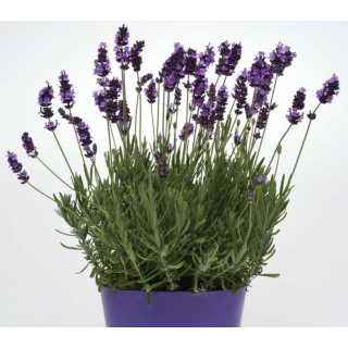 Compra LAVANDULA AVIGNON EARLY BLUE (144 Plantas). en la tienda online Fito Agrícola