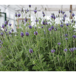 Compra LAVANDULA TORCH (144 Plantas). en la tienda online Fito Agrícola