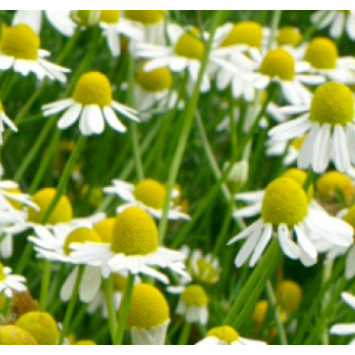Compra MANZANILLA CHAMOMILLE (144 Plantas). en la tienda online Fito Agrícola
