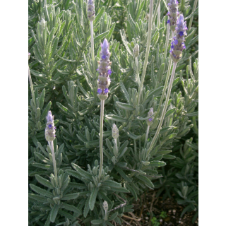 Compra LAVANDA DENTATA (126 Plantas). en la tienda online Fito Agrícola