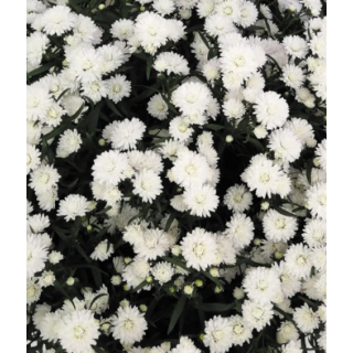 Compra ASTER SHOWMAKERS SNOW WHITE (126 Plantas) en la tienda online Fito Agrícola