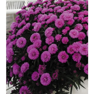 Compra ASTER SHOWMAKERS FRESH PINK (126 Plantas) en la tienda online Fito Agrícola