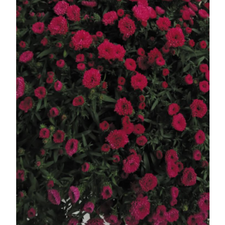 Compra ASTER SHOWMAKERS MAGENTA (125 Plantas) en la tienda online Fito Agrícola