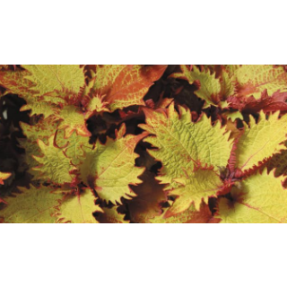 Compra COLEOS SUNFIGHTER HENNA (125 Plantas). en la tienda online Fito Agrícola